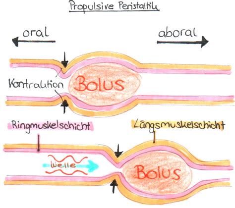 peristaltik definition biologie